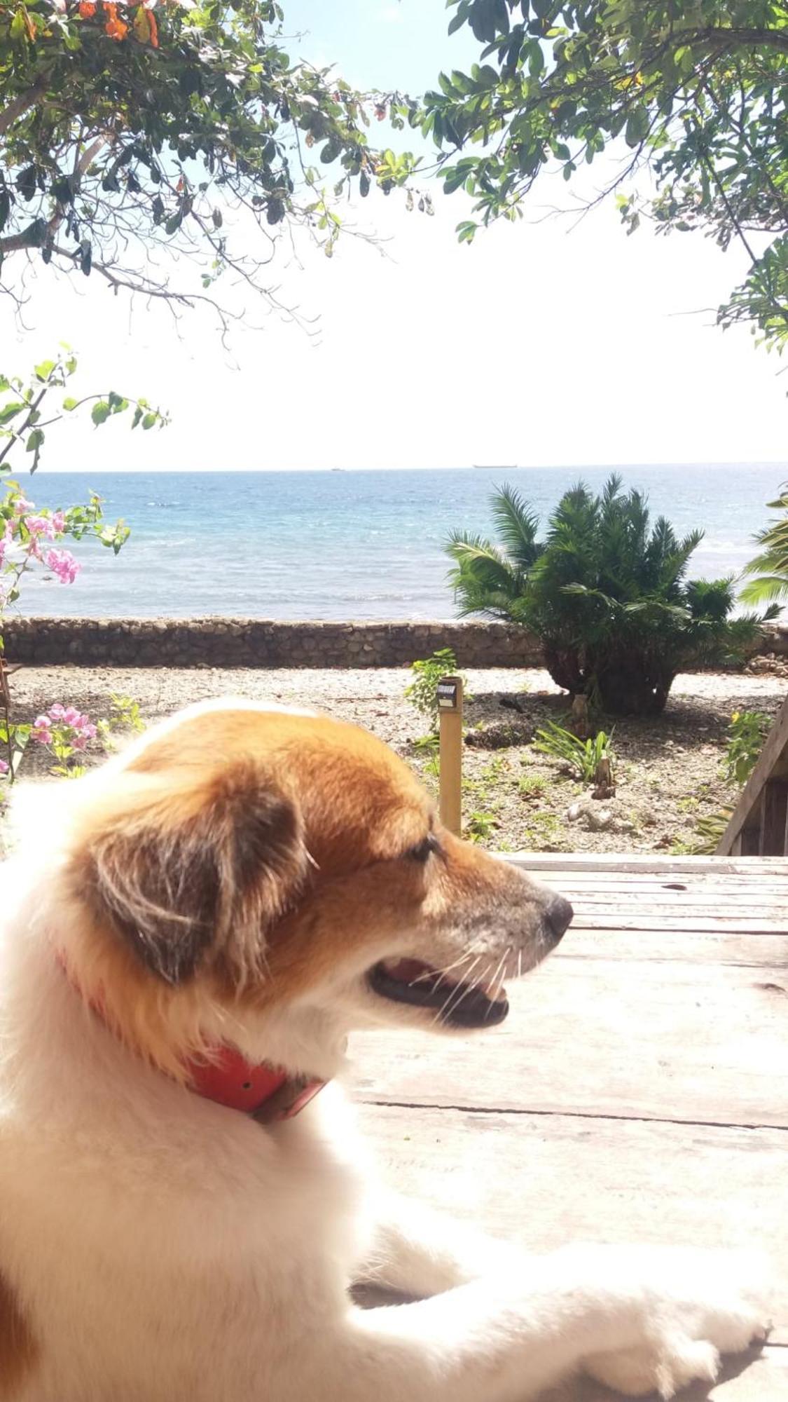 Paseo Del Mar Seaside Inn Jagna エクステリア 写真